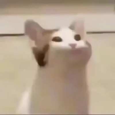 rap god feat.pop cat