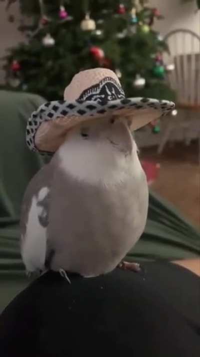 Cowbirb