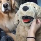 jEaLoUs dOg fUcKiNg sNaPs aNd KiLLs RiVaL