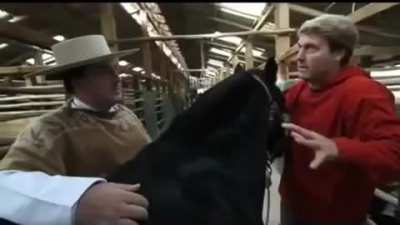 Poor cameraman getting eaten by horse
