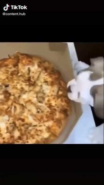 Pizza dog