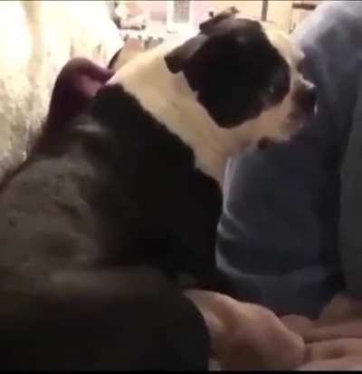 Scared Doggo