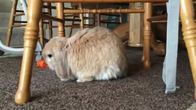 Finally caught a grunt on camera, is this normal?