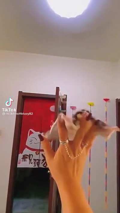 Lil boy flies