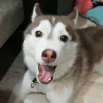 Huskies do come from the land of ice and snow.