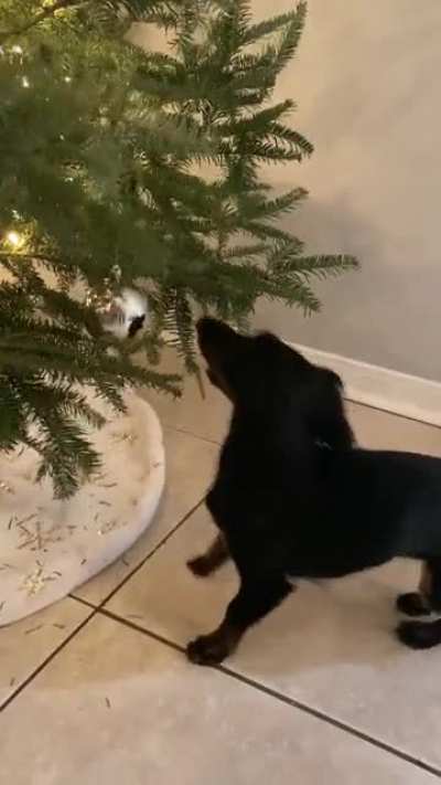 Roux, trying to take her 