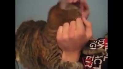 This cat can takes these pets seriously!