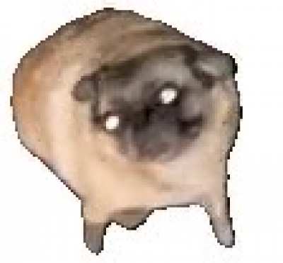 Parece que voce andou de mais descanse com o pug dançante