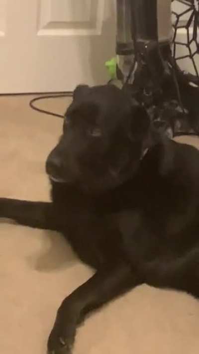 Dogs can be pretty weirded out by vr...