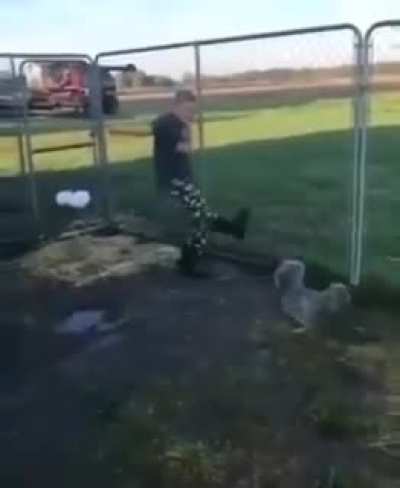 Cockfight