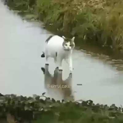CatRulVol2.