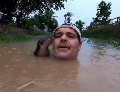 Man greeted by Otter Pup in the water