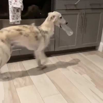 Happy House Horse prancing around with their favorite bottle