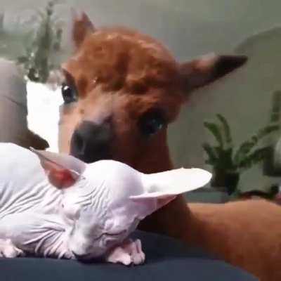 Nom nom nom