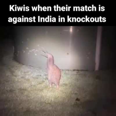 Dinosaur 