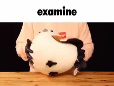 rule