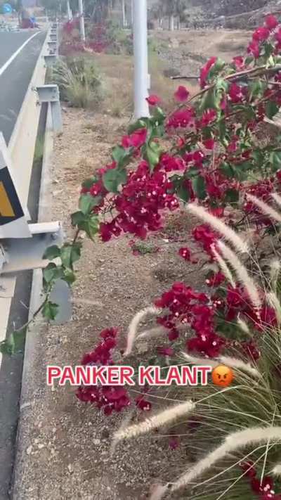 Anker plant