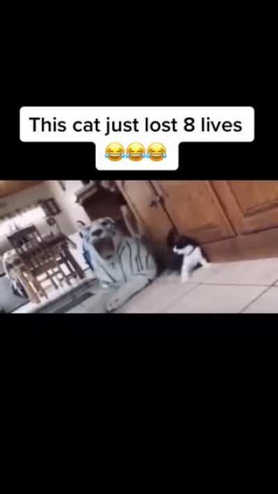 Poor kitty