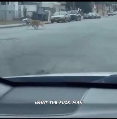 The goddamn chickens!