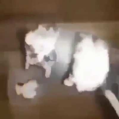 Murder