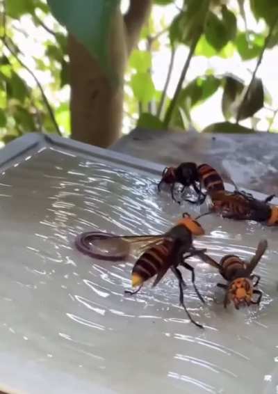 Beekeeper places mouse trap