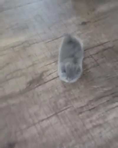 Running kitten