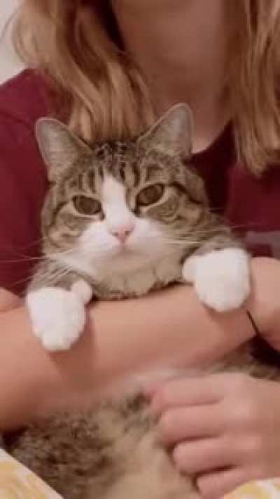 What is inside cats head