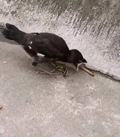 This little dude must be new to the world