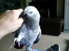 Bird lays down the law: 