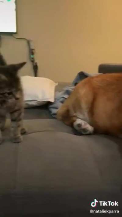 I think this is genuinely the cutest animal cat and dog video I've ever seen