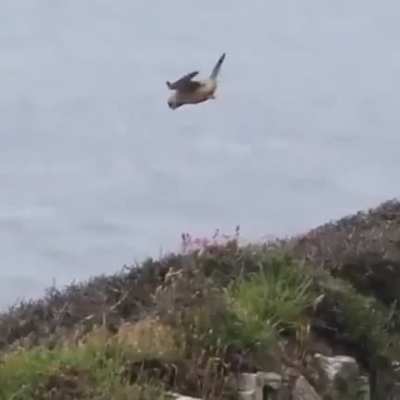 Bird just hit the edge of the map