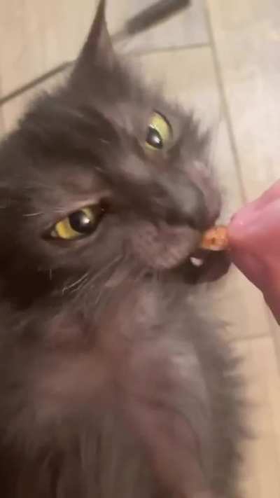 This cat looks like it would enjoy a Tim Burton film