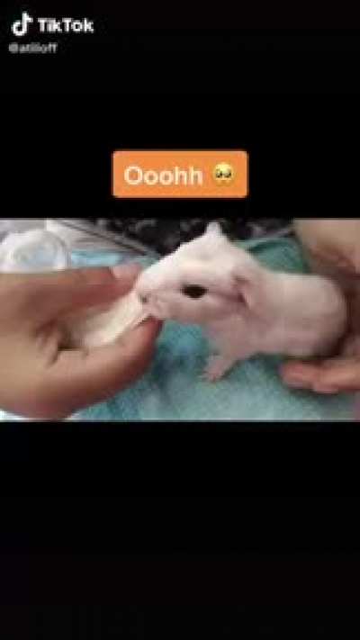 XD