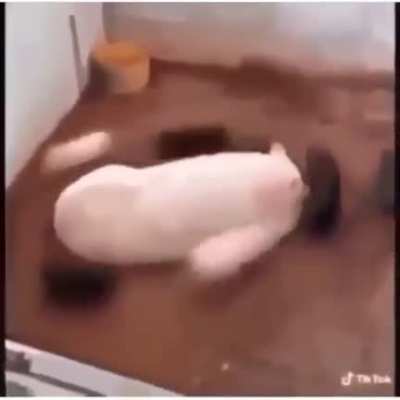 pig
