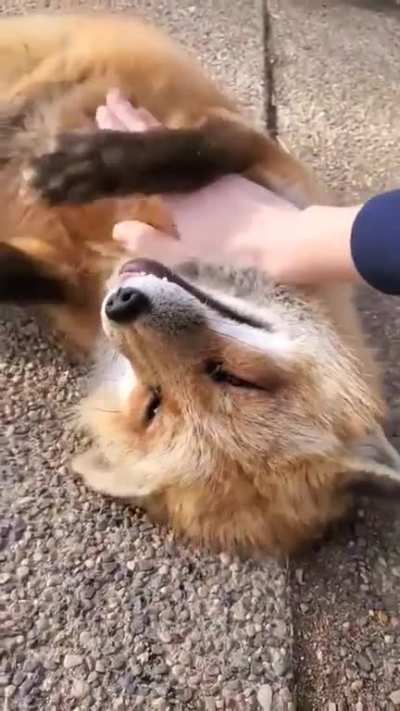 Belly rubs