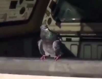 rip pigeon 🙏