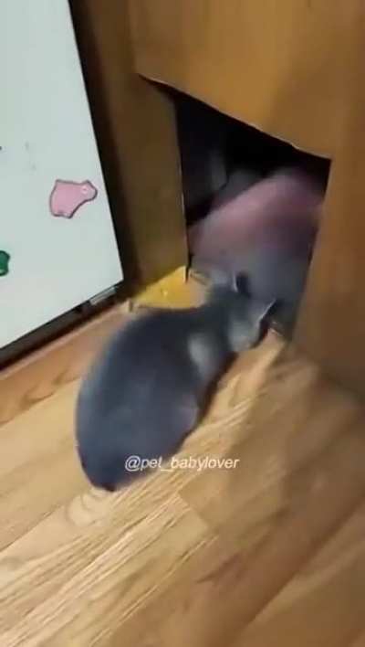 steal a cat quietly 