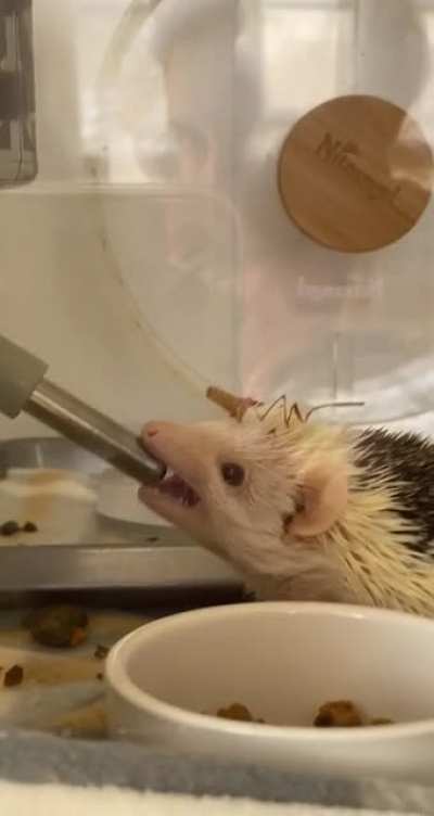 Bed head 😴🦔