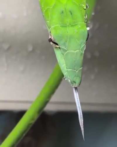 Rear-fanged Asian Vine Snake