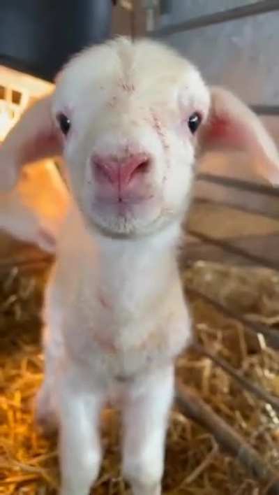 baaaaaaa