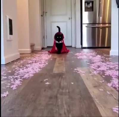 ~~Топ~~ кот-модель