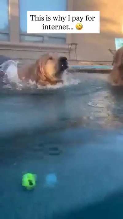 Gotta get the ball!