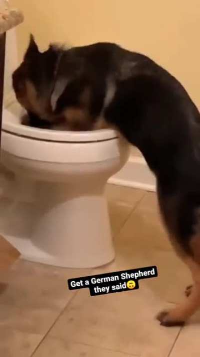 What the dog doin?