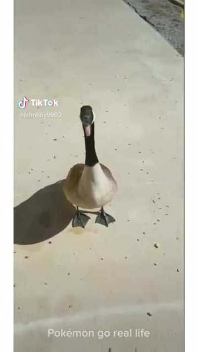 Couldn’t catch em