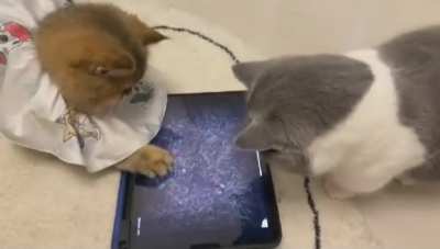 [WARNING: DISTURBING FOOTAGE] 😭 These poor animals 😭 What has this world come to? 😢 😭