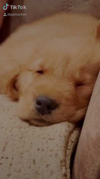Ollie!