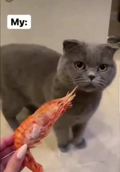 Коты