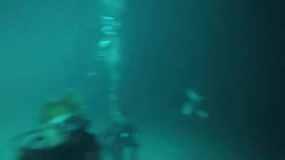 Tawny Nurse Shark and Manta