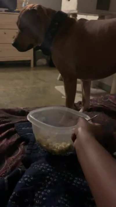 Why did he try to fight my food? My cooking can’t be that bad!! 😭