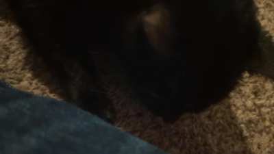 my cat was messing with my pants, she didn't like that I told her to stop